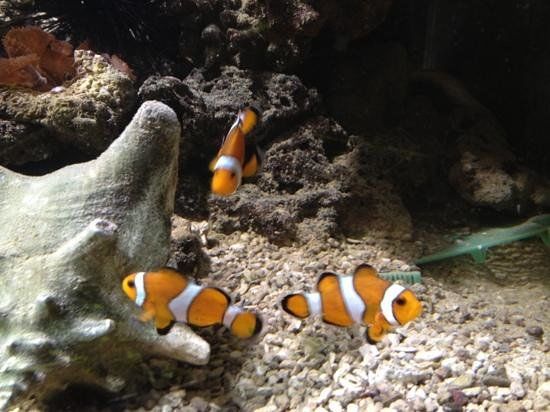 Fort Victoria Marine Aquarium