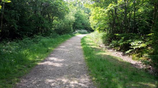 Parkhurst Forest